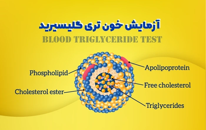 آزمایش خون تری گلیسیرید: کاربرد، علل و تفسیر کامل